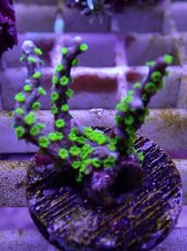 画像1: No.1 メデューサコモン (1)