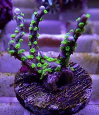 画像2: No.1 メデューサコモン (2)