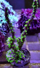 画像1: No.2 メデューサコモン (1)