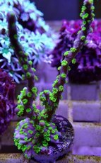 画像2: No.2 メデューサコモン (2)