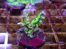 画像1: No.3 メデューサコモン (1)