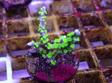 画像2: No.3 メデューサコモン (2)