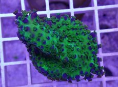 画像1: No.20  CE Acro Ice Tortuosa (1)