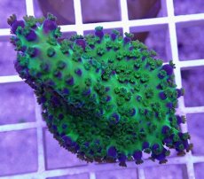 画像2: No.20  CE Acro Ice Tortuosa (2)