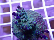 画像2: No.21  CE Acro Ying Yang (2)