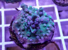 画像1: No.22  CE Acro Stink face (1)