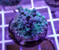 画像2: No.22  CE Acro Stink face (2)