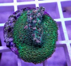 画像1: No.23  CE Acro Hyacinth PinknBloo (1)