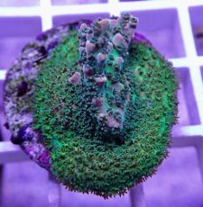 画像2: No.23  CE Acro Hyacinth PinknBloo (2)