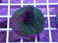 画像1: No.24 CE Acro Mille Purple (1)