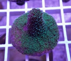 画像2: No.24 CE Acro Mille Purple (2)