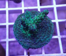 画像1: No.25  CE Acro Aurora (1)