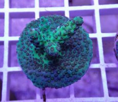 画像2: No.25  CE Acro Aurora (2)