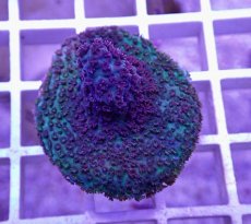 画像1: No.26  CE Acro Hyacinth Pink Tip (1)