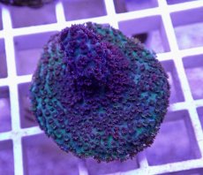 画像2: No.26  CE Acro Hyacinth Pink Tip (2)