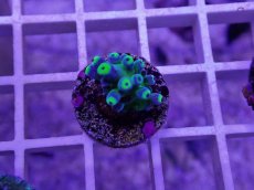 画像1: No.27  深場ミドリイシ (1)