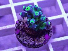 画像2: No.27  深場ミドリイシ (2)