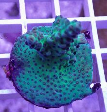 画像1: No.28  CE Acro Aurora (1)