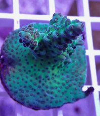 画像2: No.28  CE Acro Aurora (2)