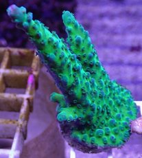 画像1: No.29  CE Acro Grape Vine Tort (1)