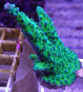 No.15 オオバナサンゴ マルチカラーを買うならアクアスタイルユー 大阪