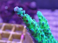 画像2: No.29  CE Acro Grape Vine Tort (2)