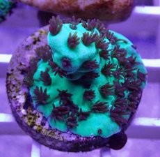 画像1: No.30  CE Acro Sarmentosa (1)