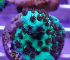 画像2: No.30  CE Acro Sarmentosa (2)