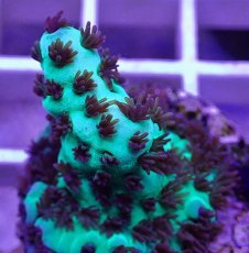 画像2: No.31  CE Acro Sarmentosa (2)