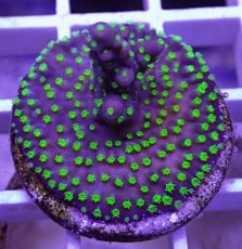 画像1: No.32  CE Acro Nana Purple (1)