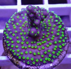 画像2: No.32  CE Acro Nana Purple (2)