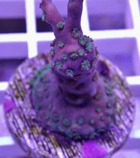 画像2: No.33   CE Acro Sarmentosa (2)