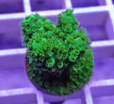 画像2: No.34  フィジー産 ツツユビミドリイシ (2)