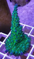 画像1: No.35  CE Acro Tortuosa Grape Vine (1)