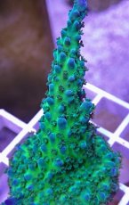 画像2: No.35  CE Acro Tortuosa Grape Vine (2)