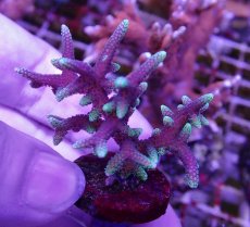 画像1: No.24 トンガ産 トゲサンゴ　グリーンチップ (1)