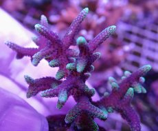 画像2: No.24 トンガ産 トゲサンゴ　グリーンチップ (2)