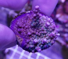 画像1: No.36  CE Acro Fireworks Purple (1)