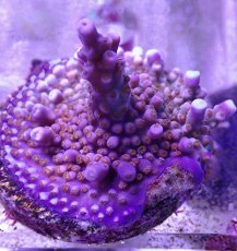 画像2: No.36  CE Acro Fireworks Purple (2)