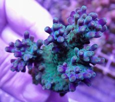 画像1: No.37  CE Acro Grape Vine Tort (1)