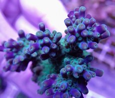 画像2: No.37  CE Acro Grape Vine Tort (2)