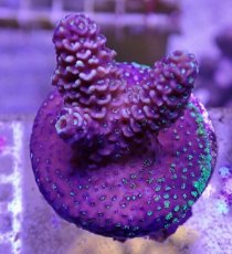 画像1: No.38 CE Acro Prostrata Orange (1)