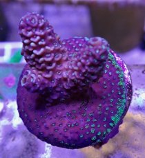 画像2: No.38 CE Acro Prostrata Orange (2)