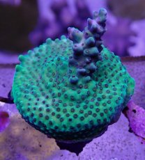画像1: No.39  CE Acro Purple Polyp Thing (1)