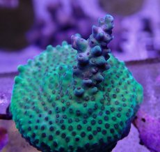 画像2: No.39  CE Acro Purple Polyp Thing (2)