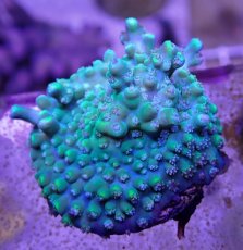 画像2: No.40  CE Acro Pearl Ghost (2)