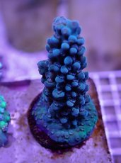 画像1: No.41  UCA産　ヤスリミドリイシ (1)