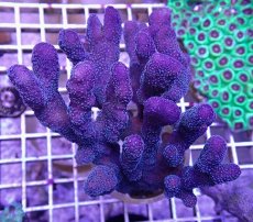 画像1: No.6 フィジー産 ショウガサンゴ　 (1)