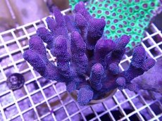 画像2: No.6 フィジー産 ショウガサンゴ　 (2)