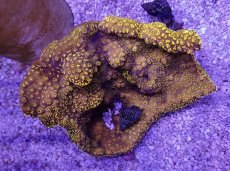 画像1: No.1　トンガ産　モルジブシコロサンゴ (1)